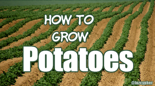 how to grow potatoes.png