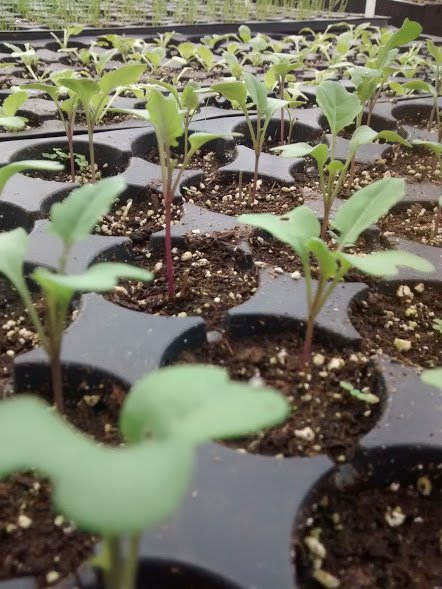 lettuce seedlings.jpg