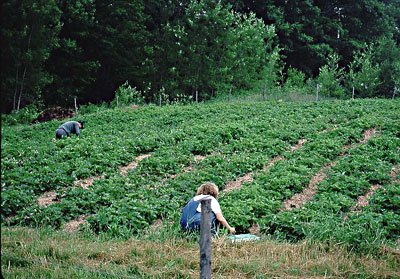 strawberries matted row bed.jpg