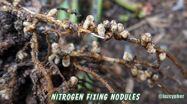 peas fixing nitrogen.png