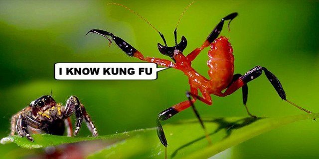mantis kung fu
