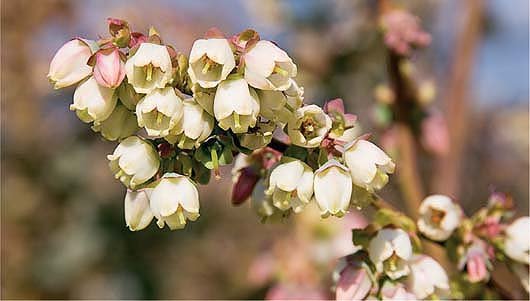 blueberry flowers.jpg