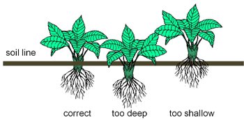 strawberry planting depth.jpg