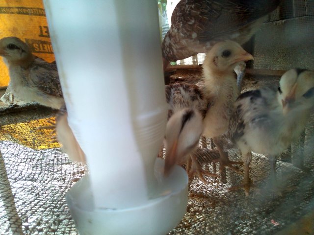Watering And Chicken Feeder Poultry Farm Idea Steemit