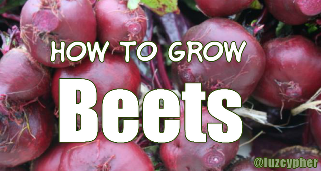 how to grow beets.png