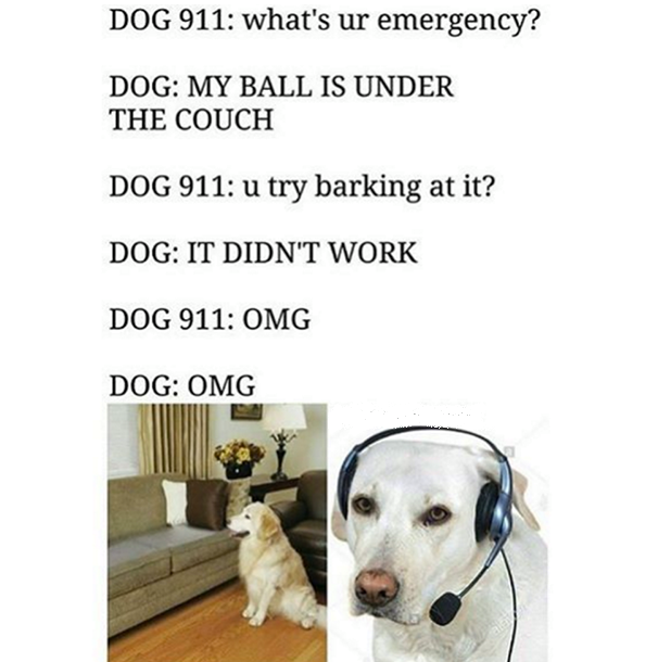 dog emergency call