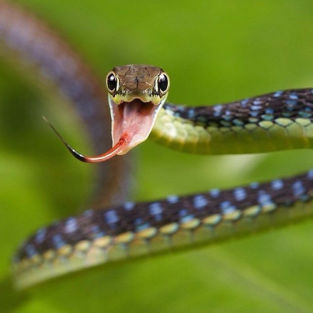 Crazy Snake