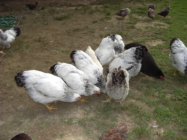 100+ Gambar Ayam Lagi Makan Kekinian 100+ Gambar Ayam Lagi Makan Kekinian