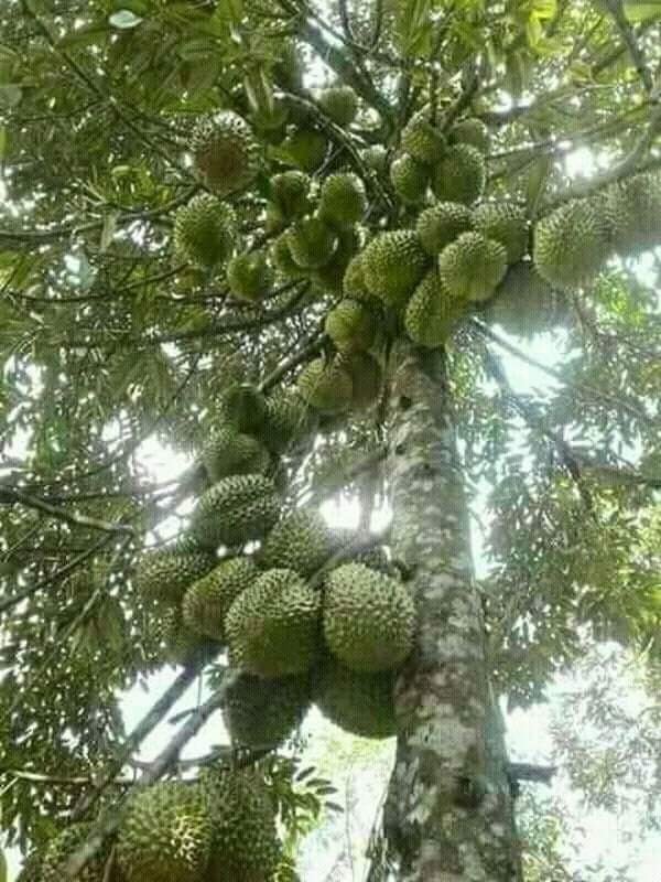 Download 6400 Gambar Durian Hijau Terbaru Gratis