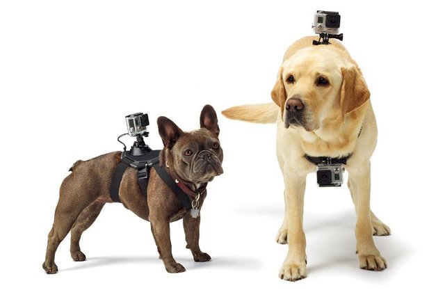 gopro-dog-harness.jpg