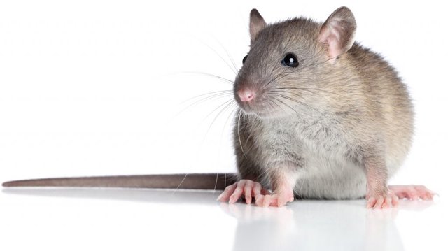 rat-1024x574.jpg