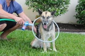 woof2.jpg