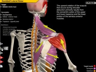Muscle And Motion Anatomy Understand Anatomy Of Huamn Body With