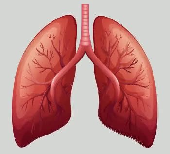 Lung.mp4