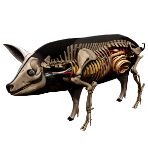 Adult_Pig2-300x300.png