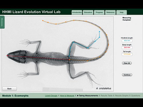 LizardEvolution.jpg