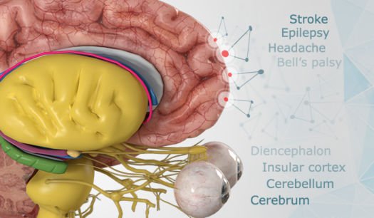 Brain-and-Nervous-system-Anatomy-app_3-525x306.jpg