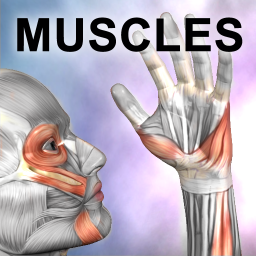 muscles.png