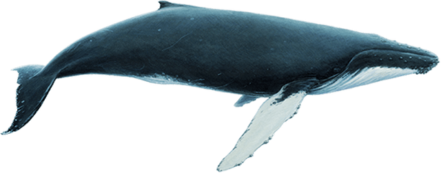 whale1.png