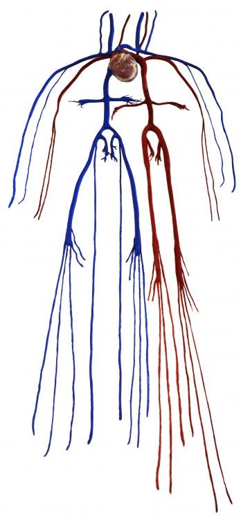 SynDaver-Synthetic-Anatomy-vasculature-full-body-solid.jpg
