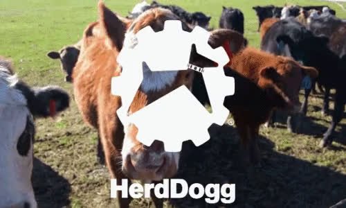 anigifHerdDogg.mp4