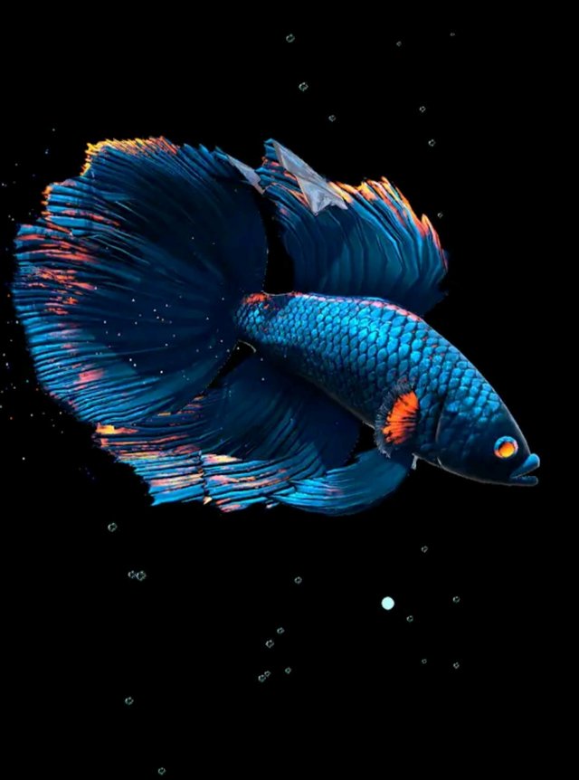 Betta Fish Live Wallpaper Make Your Screen Attractive With Live Wallpaper Steemit