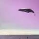 9ba8d8a9-6fde-4d09-8541-9005dc86e1b4.mp4