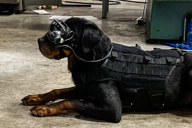 US-Army-Augmented-Reality-Dog-Goggles-0-Hero.jpg