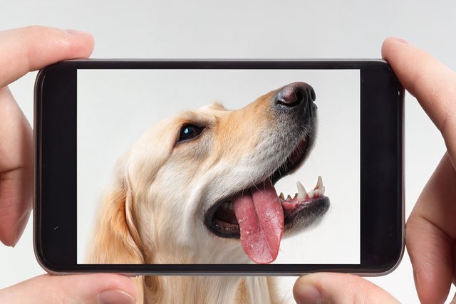 dogtongue.jpg