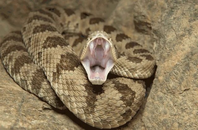 serpiente.mp4