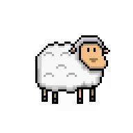 sheep.mp4