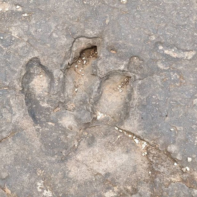 Dinosaur tracks near Moab