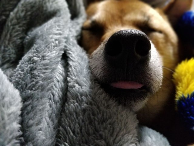 Sleepy Shibe