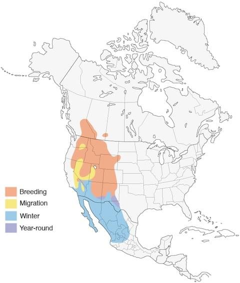 red-naped sapsucker range map allaboutbirds image.jpg