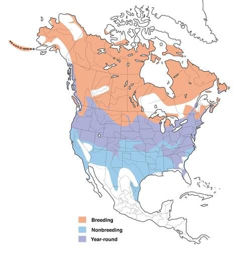 canada goose canadian range map allaboutbirds image.jpg