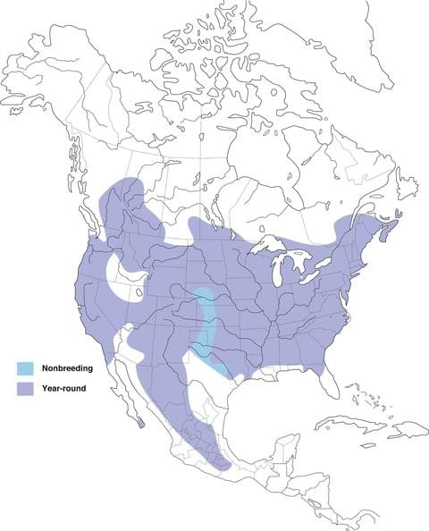 white-breasted nuthatch range map allaboutbirds image.jpg