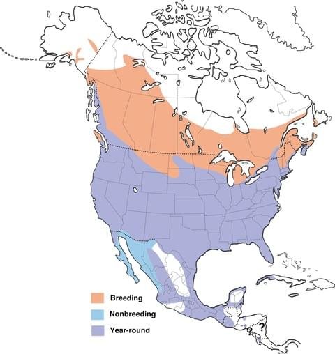 red-winged red winged blackbird range map allaboutbirds image.jpg
