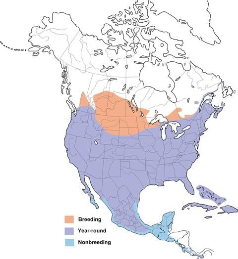 mourning dove range map allaboutbirds image.jpg