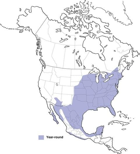 northern cardinal range map allaboutbirds image.jpg