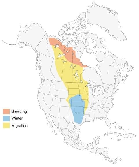 harris's sparrow range map allaboutbirds image.jpg