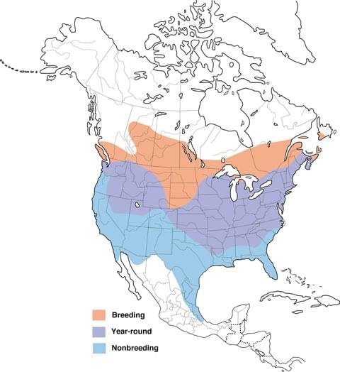 american goldfinch range map allaboutbirds image.jpg