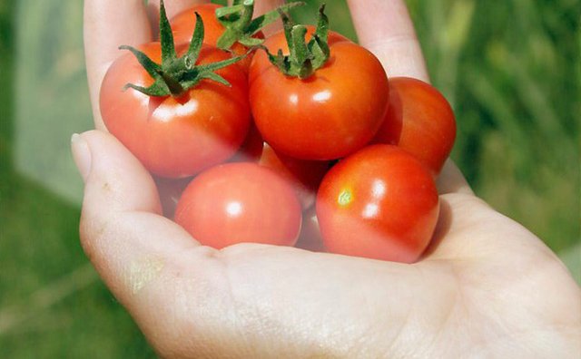 Tomatoes