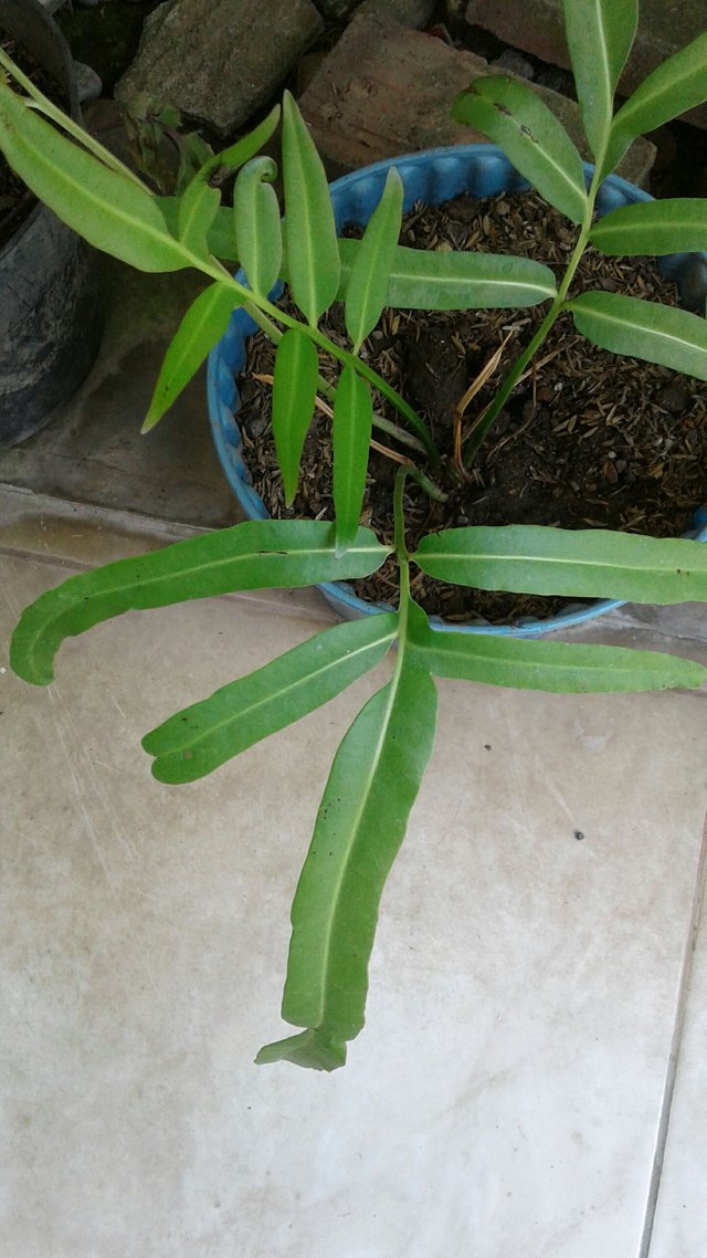 Terbaik Dari Tanaman Hias Daun Panjang - Bunga Hias