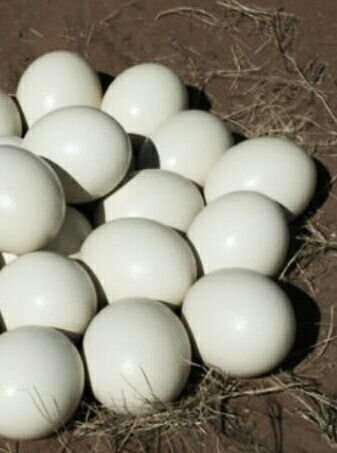 Telur Burung Unta Steemit