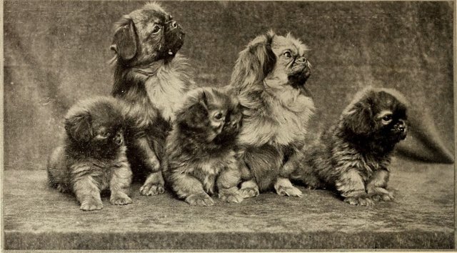 group-of-pekingese-dogs-from-1905.jpg