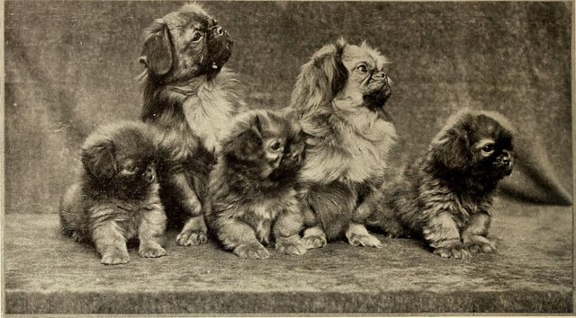 group-of-pekingese-dogs-from-1905.jpg