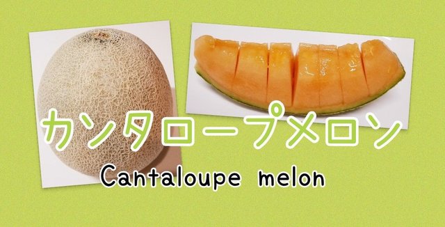 カンタロープメロン Cantaloupe Melon Steemit