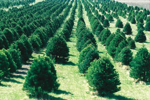 Christmas_tree_farm_IA.JPG