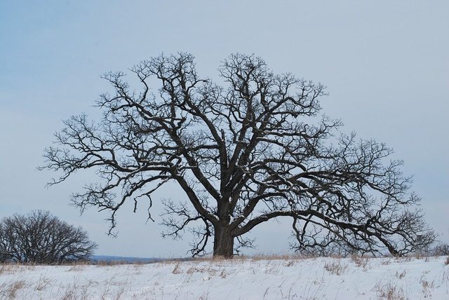 oak-tree-995374_960_720.jpg