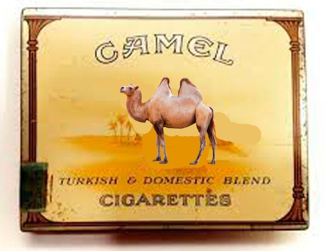 camel.jpg